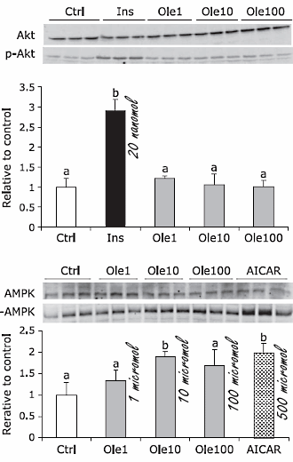 oleuropeininsulinsensitivitymuscle4