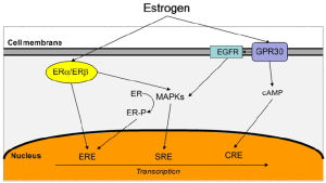 Cross-talking-between-ER-a-ER-b-and-GPR30-signaling-pathways