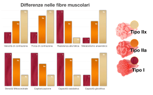 Differenze-nelle-fibre-muscolari-1