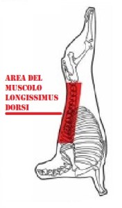 longissimus