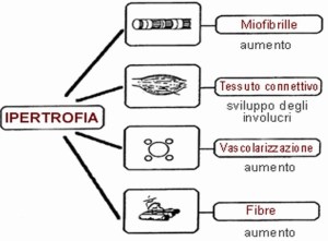 medicina-online-dott-emilio-alessio-loiacono-medico-chirurgo-roma-ipertrofia-muscolare-cosa-significa-ragg-riabilitazione-nutrizionista-infrarossi-accompagno-commissioni-cavita