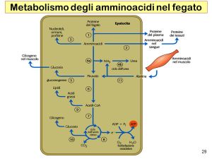 Metabolismo degli amminoacidi nel fegato