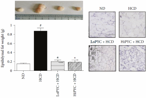pycnogenolweightlossdrug2