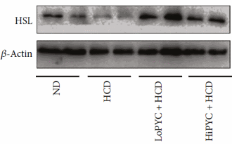 pycnogenolweightlossdrug4