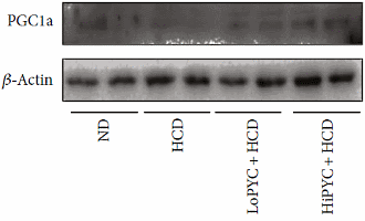 pycnogenolweightlossdrug7