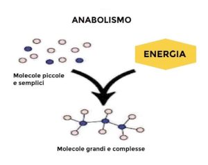 anabolismo