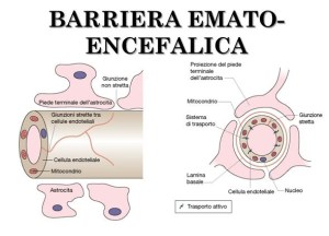BARRIERA+EMATO-ENCEFALICA