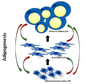 Diagram-of-adipogenesis-Adipogenesis-is-the-proliferation-differentiation-and