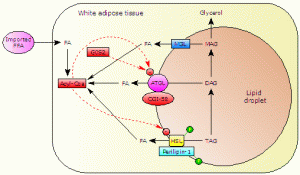 lipolysis-white-adipose-tissue