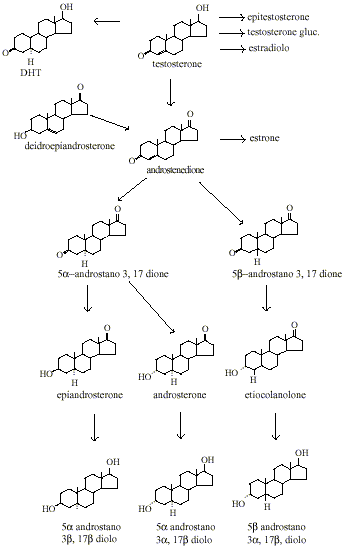 MetabolismoAndrogeni