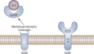 nrgastro_2009_124-f5