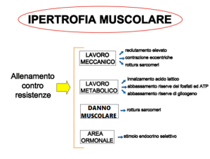 Parametri-ipertrofia-muscolare