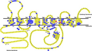 Presenilin-1-structure-This-diagram-shows-the-amino-acid-sequence-of-PS1-and-the_png