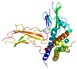 250px-Protein_GHR_PDB_1a22