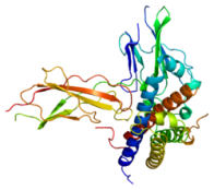 250px-Protein_GHR_PDB_1a22