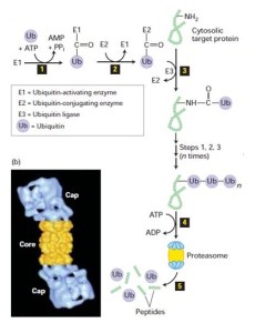 La via Ubiquitina-Proteasoma