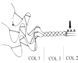 Procollagen-III-N-Terminal-Propeptide-(PIIINP)-90573_jpg