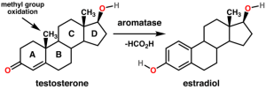 testosterone_estradiol_conversion