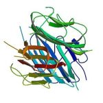 260px-PBB_Protein_ADIPOQ_image