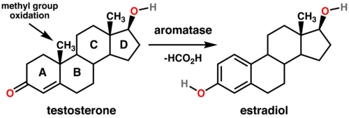 500px-Testosterone_estradiol_conversion.png