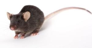Black_Mouse