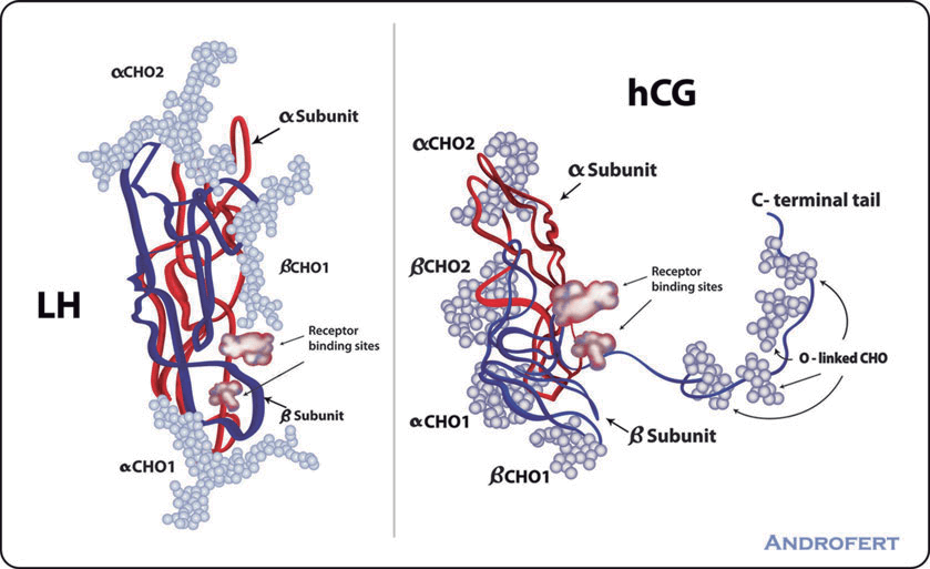 Luteinizing-hormone-and-human-chorionic-gonadotropin-molecules-a-LH-is-a