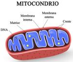 mitocondrio