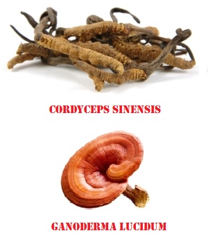cordycepssinensisdried.jpg