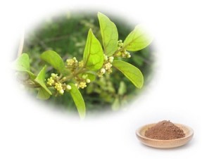 Gymnema-sylvestre-seed-plant-extract-for-diabetes_jpg_350x350.jpg