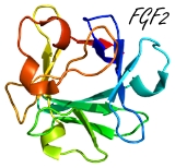 fgf2.jpg