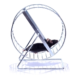 mouseintreadmill.jpg