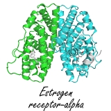 estrogenreceptoralpha.jpg