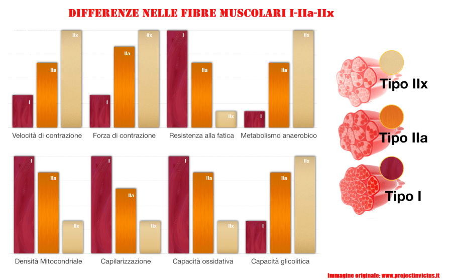 Differenze-nelle-fibre-muscolari-1.png