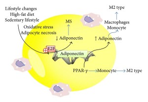 Regulatory-pathways-of-adiponectin-in-adipose-tissue-inflammation-M2-type_png