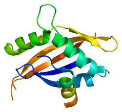 250px-Protein_NCOA1_PDB_1oj5.png