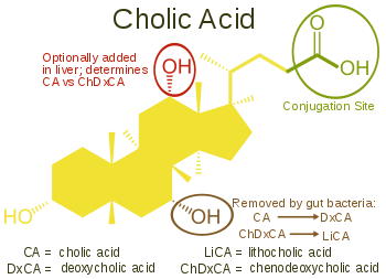 350px-Cholic_Acid_vs_Other_Bile_Acids_svg.png