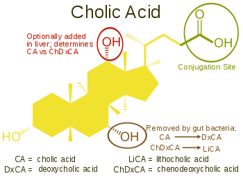 350px-Cholic_Acid_vs_Other_Bile_Acids_svg.png