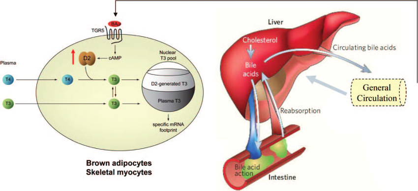 Bile-acids-stimulate-D2-expression-in-brown-adipocytes-Schematic-representation-of-the.png