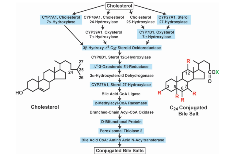 bileacids1.png