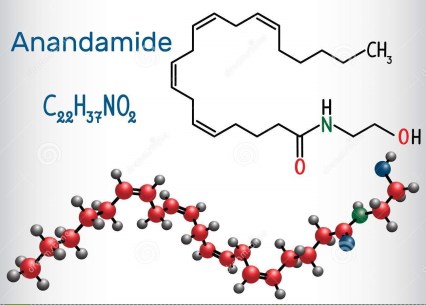 molecola-di-anandamide-è-neurotransmitt-endogeno-cannabinoido-121150669