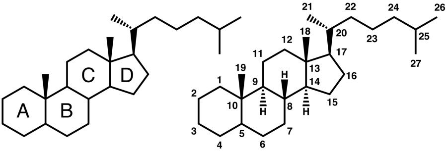 Steroid_bile acids.png
