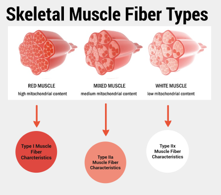 muscularfiber.png