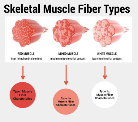muscularfiber.png