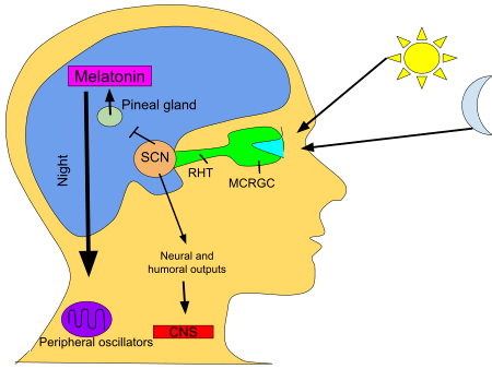 450px-Circadian_rhythm.svg