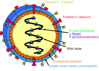 1200px-Henipavirus_structure_IT.svg
