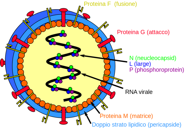 1200px-Henipavirus_structure_IT.svg