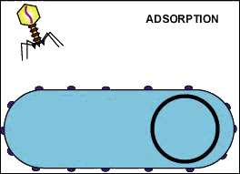 IncredibleJointAfricanmolesnake-size_restricted