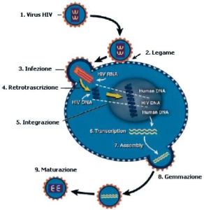 retrovirus_infezione_ok