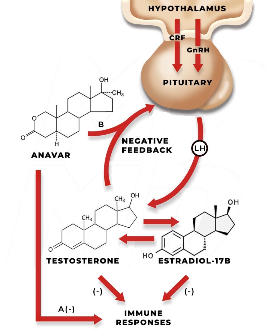 Hypothesis-Of-How-Anavar-Effects-Immune-Function