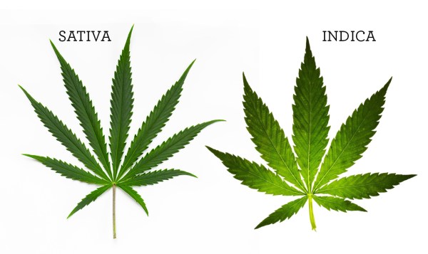 casafacile-canapa-sativa-indica